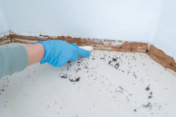 Best Mosquito Control Services  in Wilder, ID