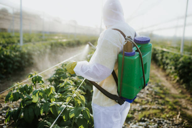 Best Wasp Removal Services  in Wilder, ID